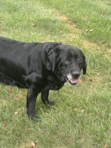 Black Labrador Retriever 