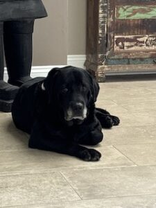 Black Labrador Retriever