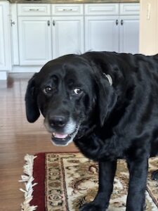 Black Labrador Retriever