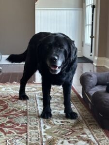 Black Labrador Retriever