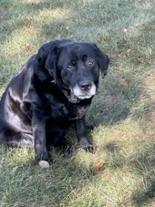 Black Labrador Retriever