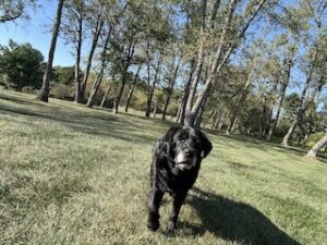 Black Labrador Retriever