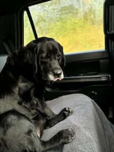 Black Labrador Retriever