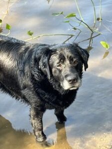 Black Labrador Retriever