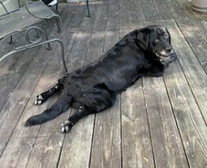 Black Labrador Retriever