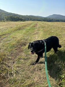 Black Labrador Retriever