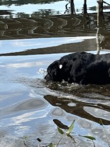 Black Labrador Retriever