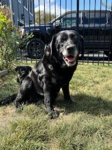 Black Labrador Retreiver