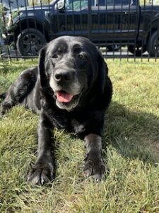 Black Labrador Retreiver