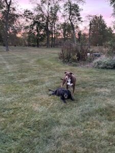 Black Labrador Retreiver