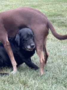 Black Labrador Retreiver