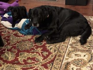 Black Labrador Retreiver