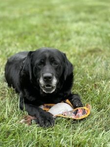 Black Labrador Retriever