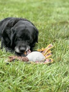 Black Labrador Retriever