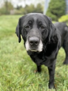 Black Labrador Retriever