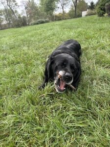 Black Labrador Retriever