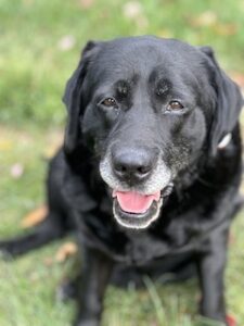 Black Labrador Retriever