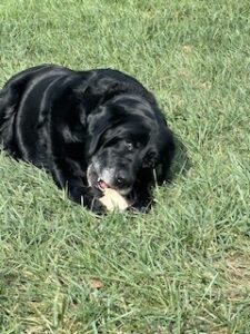 Black Labrador Retriever