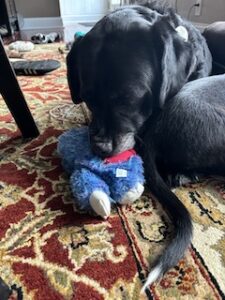 Black Labrador Retriever