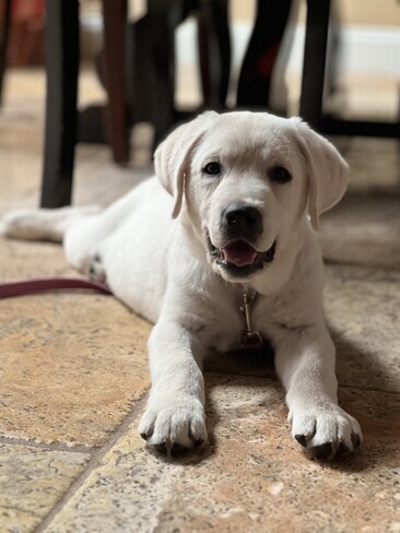 Yellow Labrador Retriever