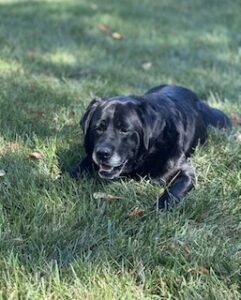 Black Labrador Retreiver 