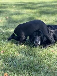 Black Labrador Retriever