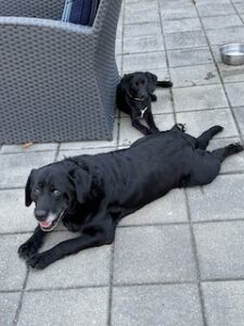 Black Labrador Retriever