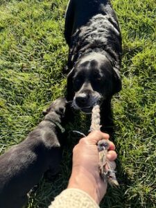 Black Labrador Retreiver 