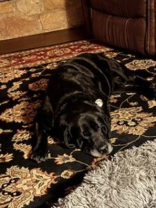 Black Labrador Retreiver 