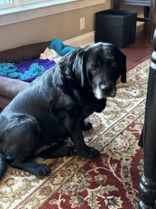 Black Labrador Retreiver