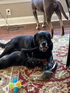 Black Labrador Retreiver 