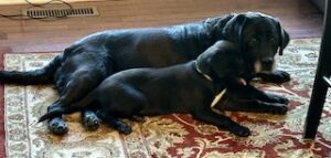 Black Labrador Retreiver 