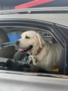 Yellow Labrador Retriever