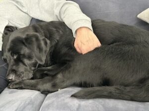 Black Labrador Retriever