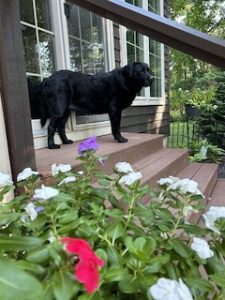 Black Labrador Retriever