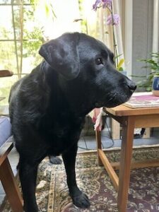 Black Labrador Retriever