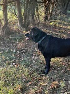 Black Labrador Retriever