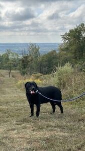 Black Labrador Retriever