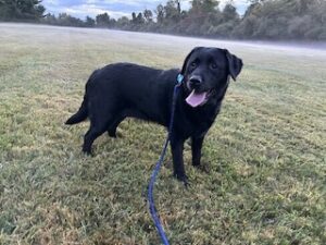 Black Labrador Retriever