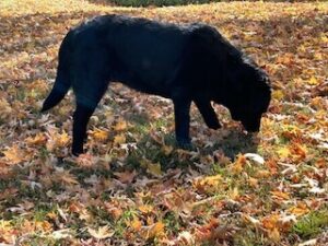 Black Labrador Retriever