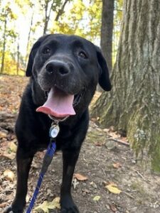 Black Labrador Retriever