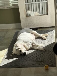 Yellow Labrador Retriever