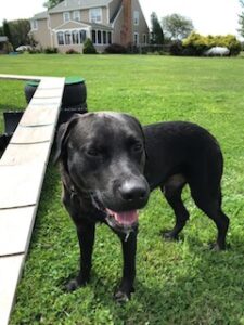 Black Labrador Retriever