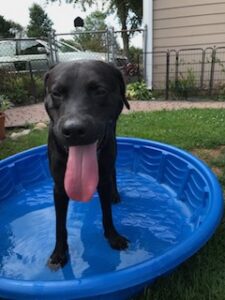 Black Labrador Retriever