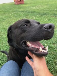 Black Labrador Retriever Mix