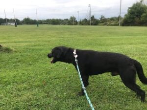 Black Labrador Retriever Mix