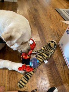 Yellow Labrador Retriever