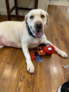 Yellow Labrador Retriever