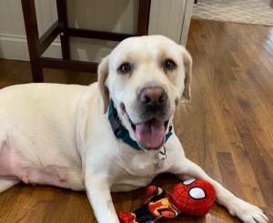 Yellow Labrador Retriever