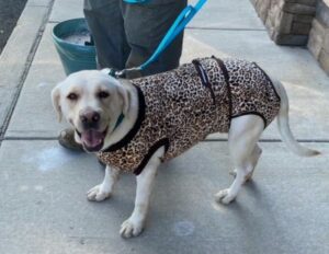 Yellow Labrador Retriever